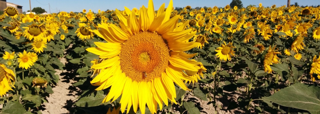 tournesol.jpg